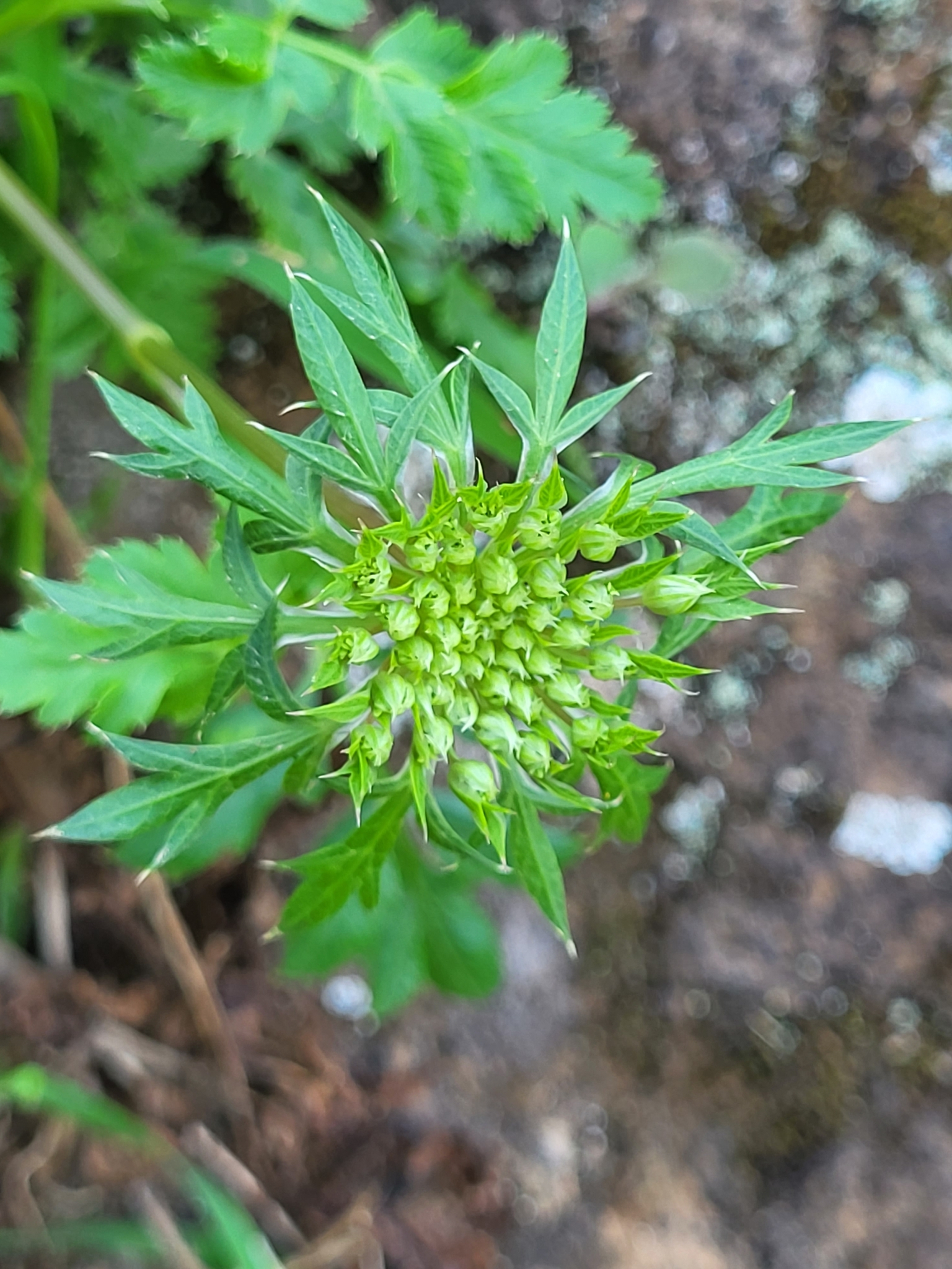 Imagem de Daucus insularis