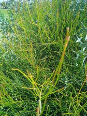 Ephedra tweedieana