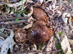 Scleroderma michiganense