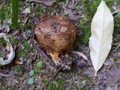Scleroderma michiganense
