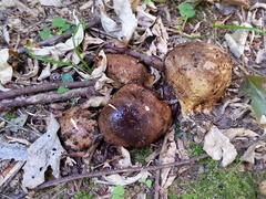 Scleroderma michiganense