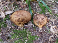 Scleroderma michiganense