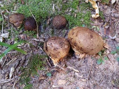 Scleroderma michiganense