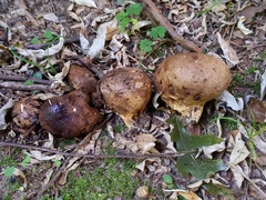 Scleroderma michiganense