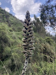 Puya weberbaueri