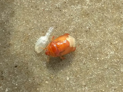 Scaptocoris