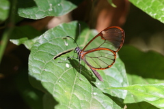 Pteronymia artena