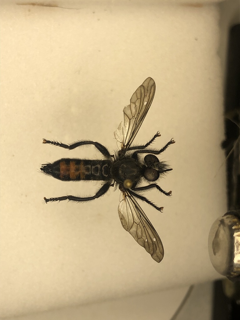 Orange-patched Laphria