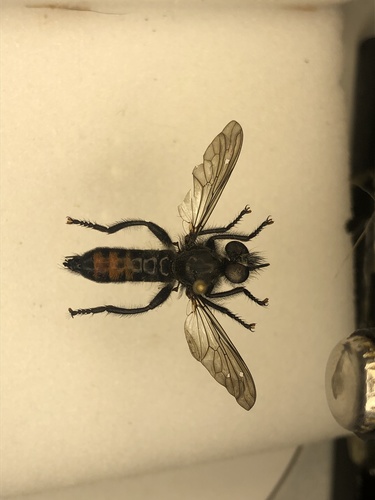 Orange-patched Laphria