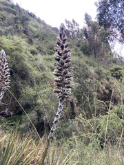Puya weberbaueri
