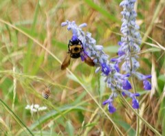 Xylocopa virginica texana
