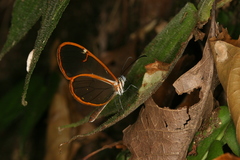 Pteronymia artena