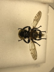 Laphria posticata