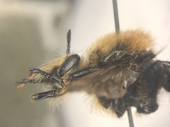 Laphria posticata