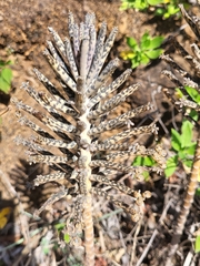 Kalanchoe delagoensis image