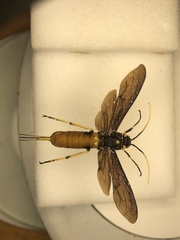 Urocerus cressoni