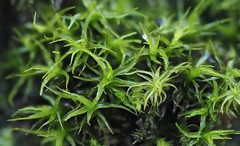 Didymodon sinuosus