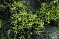 Didymodon sinuosus