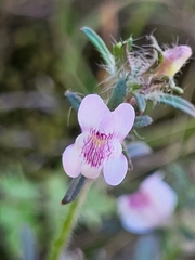 Misopates