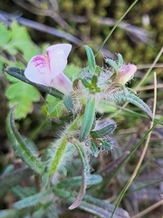 Misopates