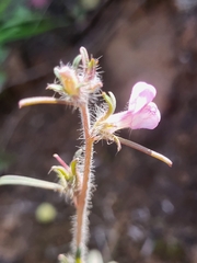 Misopates