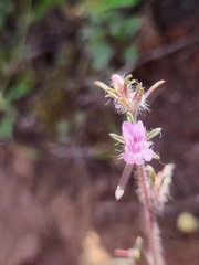 Misopates