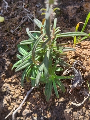 Misopates