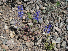 Delphinium glareosum