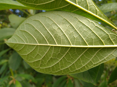 Aegiphila integrifolia
