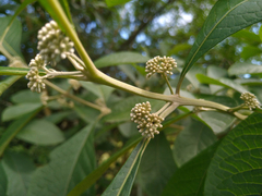 Aegiphila integrifolia