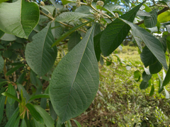 Aegiphila integrifolia