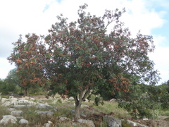 Pistacia × saportae