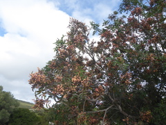 Pistacia × saportae