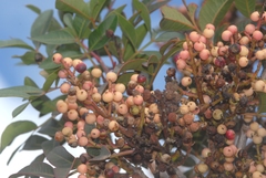 Pistacia × saportae