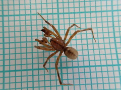 Stemonyphantes lineatus