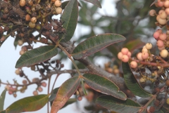 Pistacia × saportae