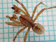 Stemonyphantes lineatus