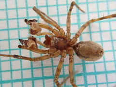 Stemonyphantes lineatus