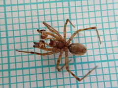 Stemonyphantes lineatus