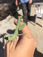 Sphodromantis viridis
