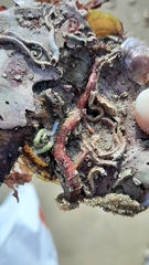 Spirobranchus triqueter