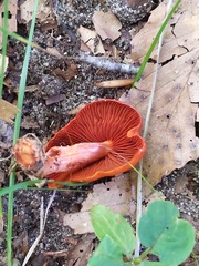 Cortinarius hesleri