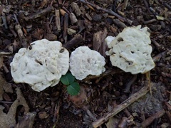Phellodon confluens