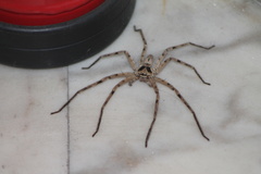 Heteropoda venatoria