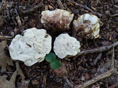 Phellodon confluens