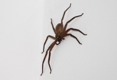 Heteropoda venatoria