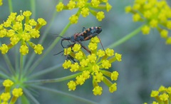 Rhynocoris erythropus