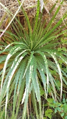 Dyckia