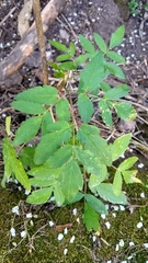 Arracacia atropurpurea