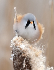 Bearded Reedling photo 5